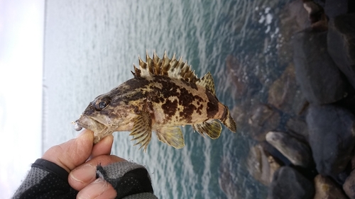 タケノコメバルの釣果