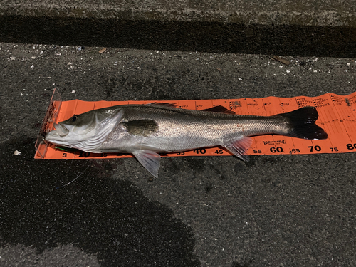 シーバスの釣果