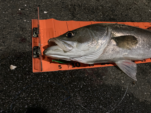 シーバスの釣果