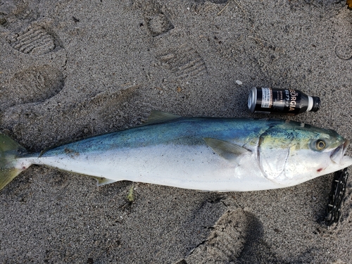 ブリの釣果