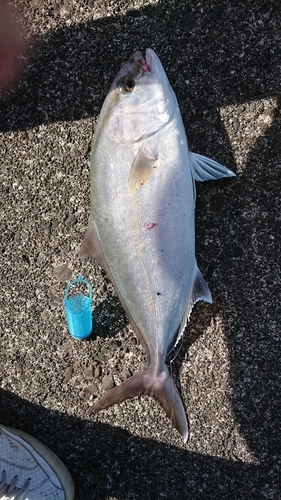 ネリゴの釣果