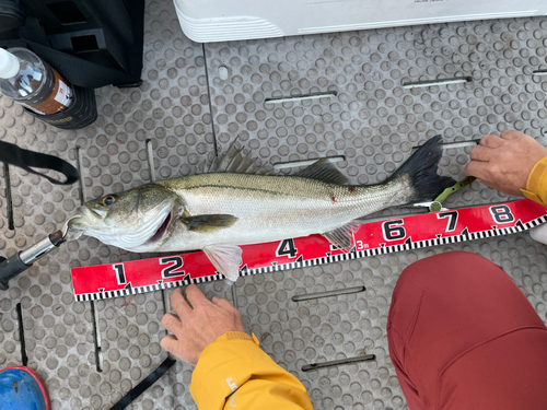 シーバスの釣果