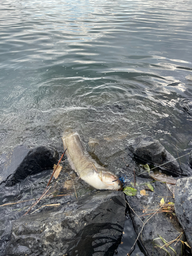 ナマズの釣果