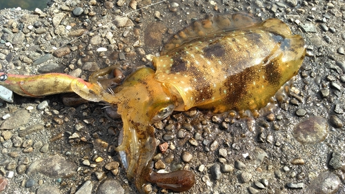 モイカの釣果