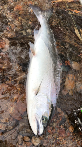 サクラマスの釣果