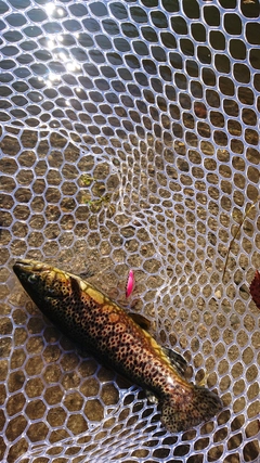 ブラウントラウトの釣果