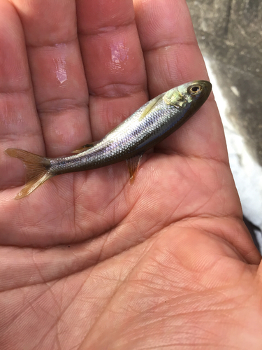 カワムツの釣果