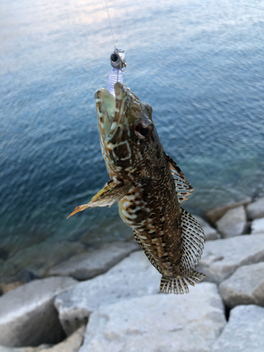 アナハゼの釣果