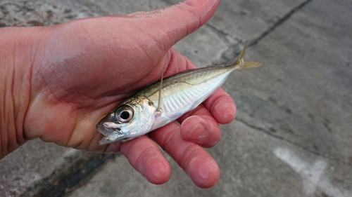 マアジの釣果