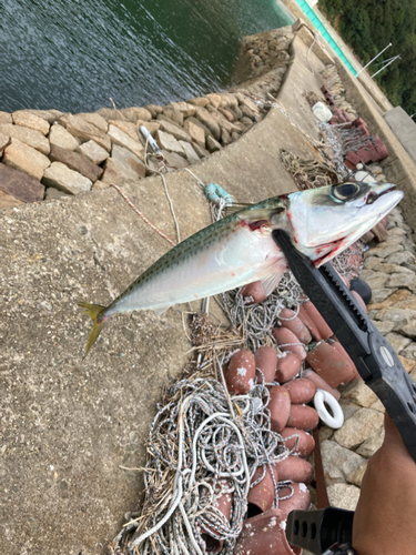 サバの釣果