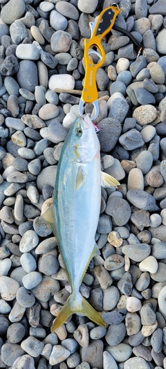 ツバスの釣果