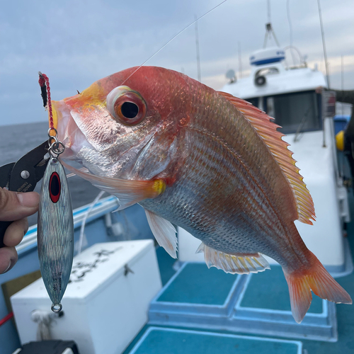 レンコダイの釣果