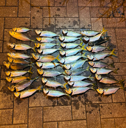 アジの釣果