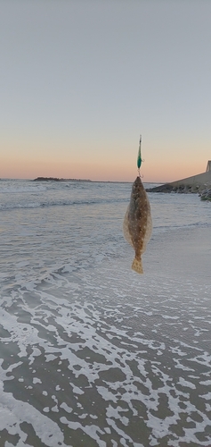 ソゲの釣果