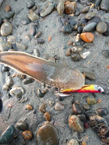 シタビラメの釣果