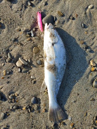 ニベの釣果