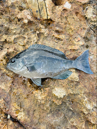 メジナの釣果