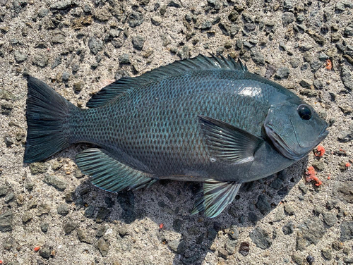 グレの釣果