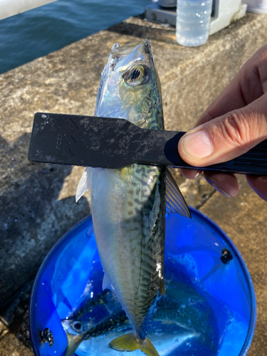 サバの釣果