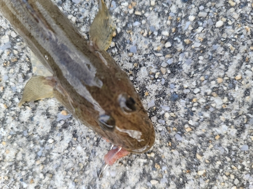 ハゼの釣果