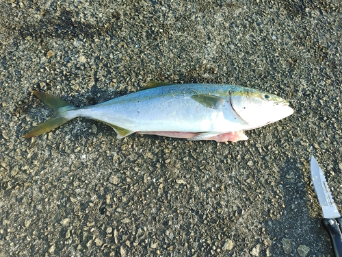 ハマチの釣果