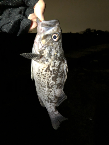 クロソイの釣果