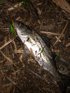 セイゴ（タイリクスズキ）の釣果