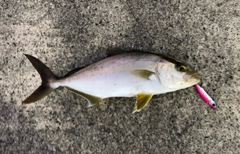 ショゴの釣果