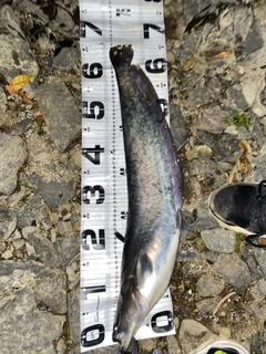ビワコオオナマズの釣果