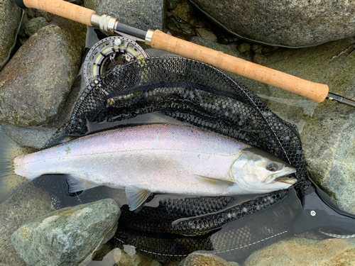 ホンマスの釣果