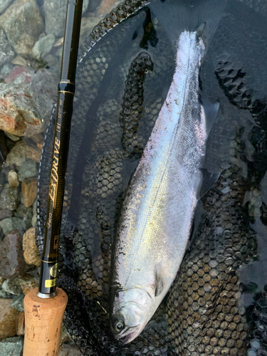 ホンマスの釣果