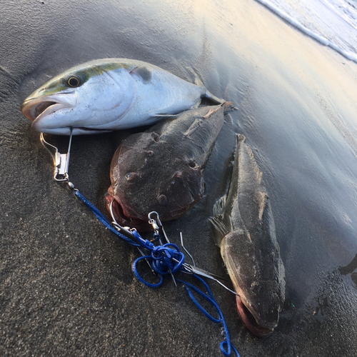 マゴチの釣果