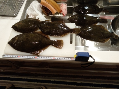 カレイの釣果