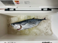 カツオの釣果