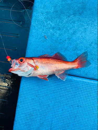 アカムツの釣果