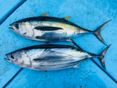 キメジの釣果