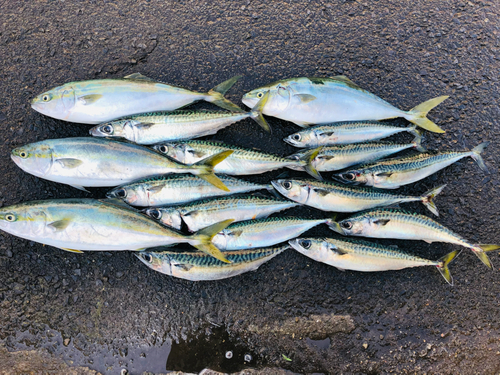 イナダの釣果