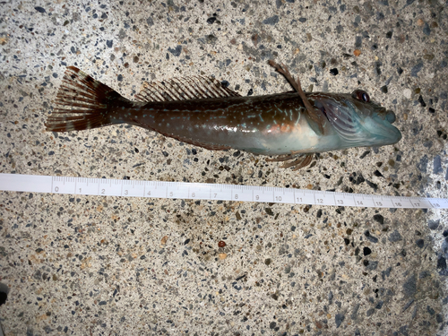 ハゼの釣果