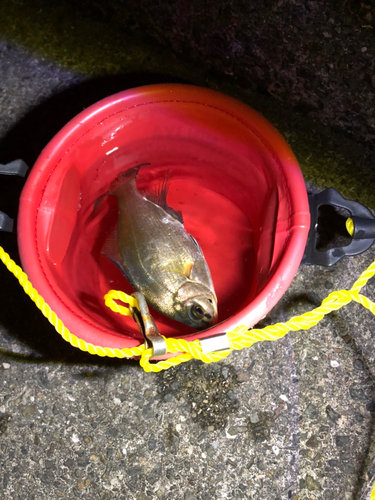 ウミタナゴの釣果