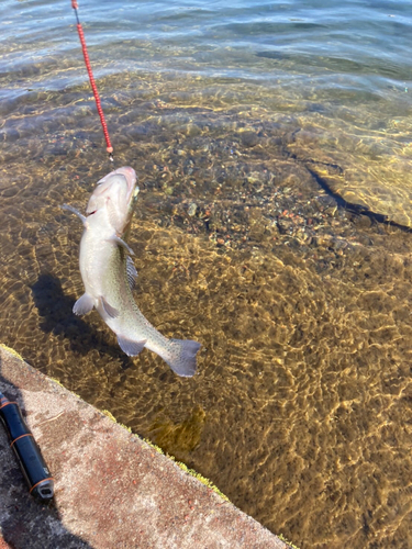 ニジマスの釣果