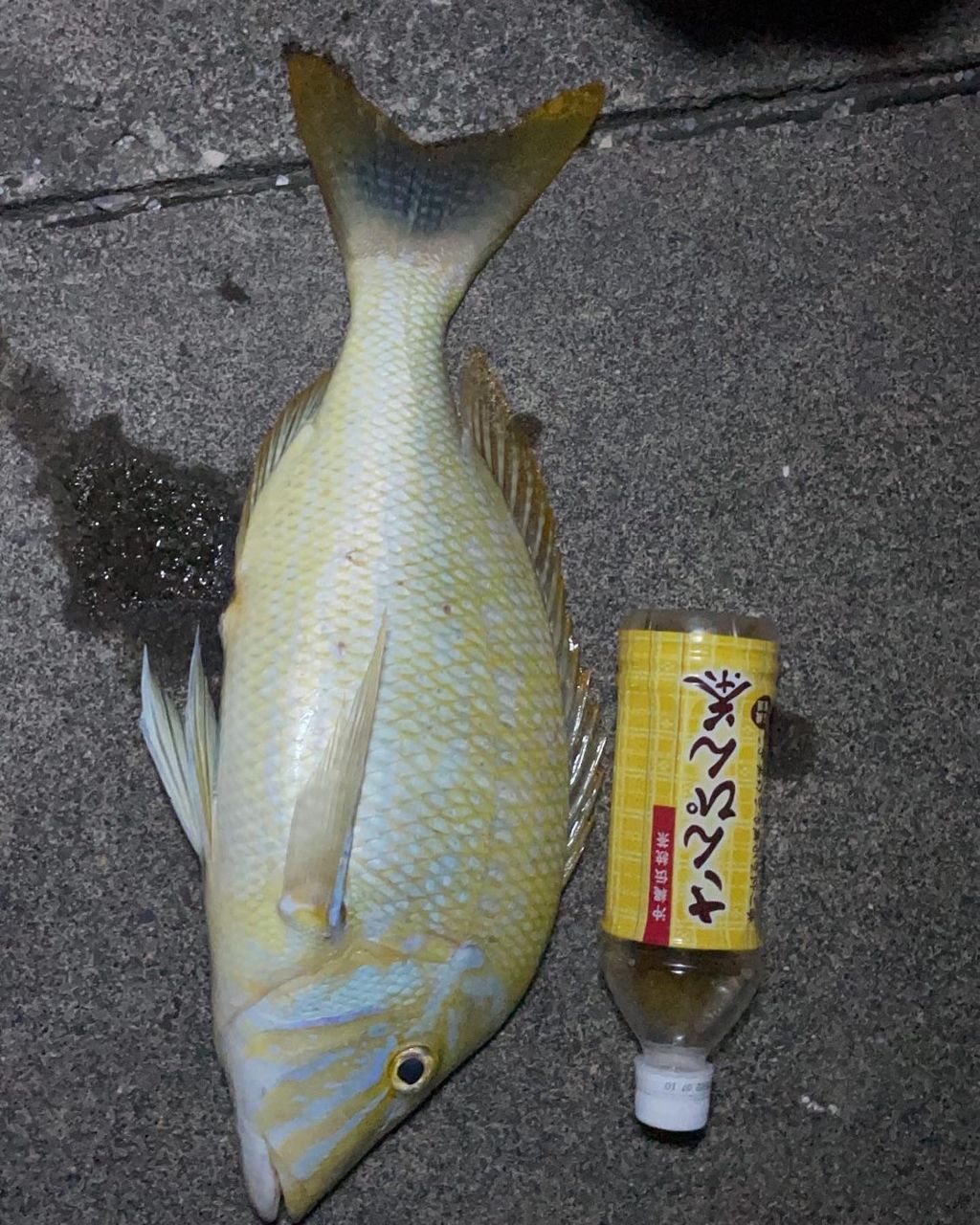 タマン