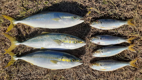 イナダの釣果