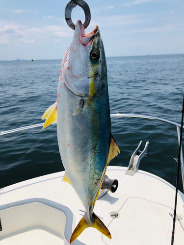 イナダの釣果