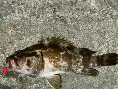 タケノコメバルの釣果