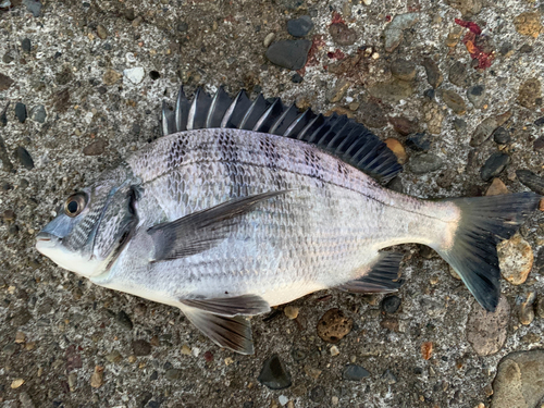 クロダイの釣果