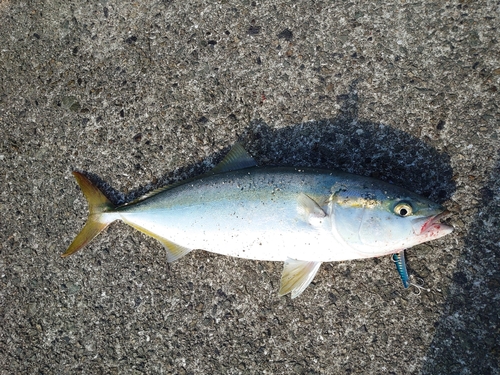 ヤズの釣果