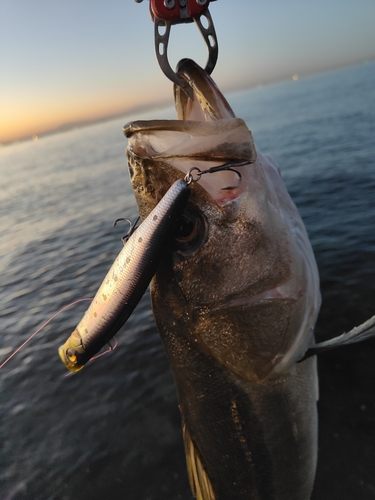 シーバスの釣果