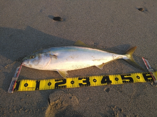 ワラサの釣果