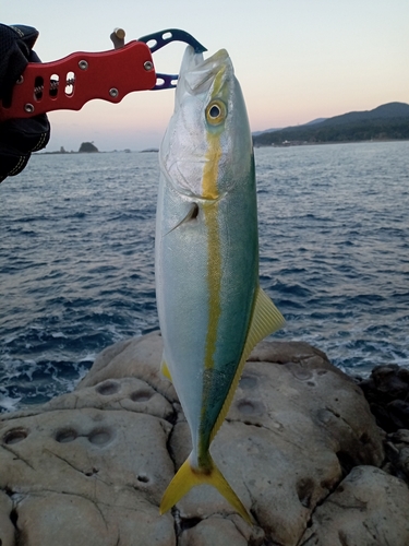 ツバスの釣果