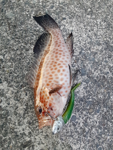 オオモンハタの釣果